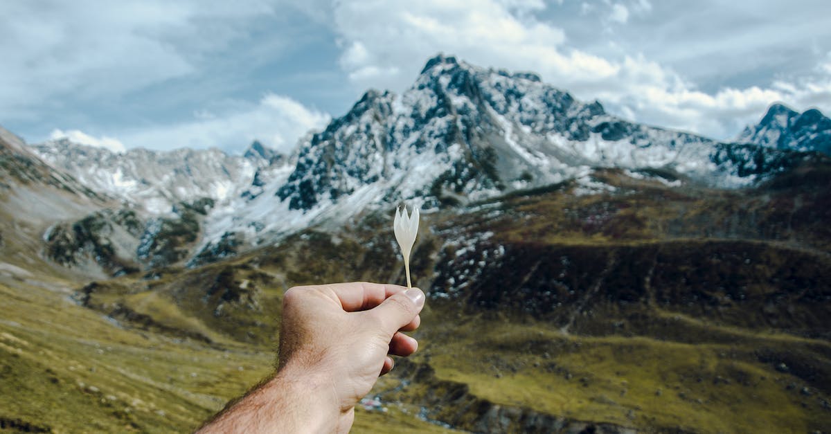 What bonus does the Frost Fang give, in Hand of Fate? - Person Holding White Flower Overlooking Snow-capped Mountain