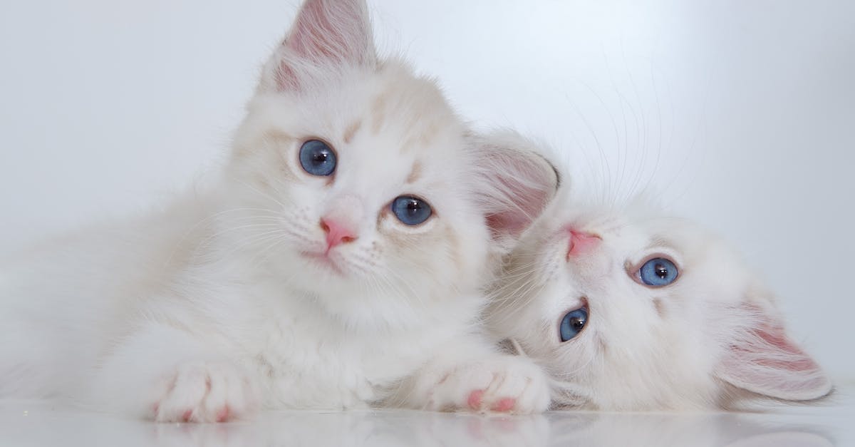 What cat does Barney refer to during your first meeting with Kleiner in Half life 2? - Cute white fluffy kitties with blue eyes lying on reflective surface together and looking at camera