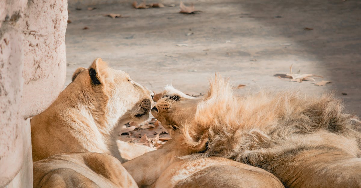 What cat does Barney refer to during your first meeting with Kleiner in Half life 2? - Lions lying together on concrete ground What cat does Barney refer to during your first meeting with Kleiner in Half life 2? - Lions lying together on concrete ground