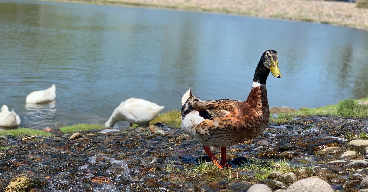 What causes ducks to randomly swear sometimes? - Ducks Near the Body of Water