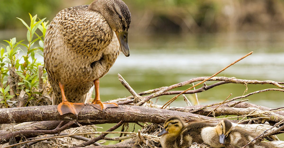 What causes ducks to randomly swear sometimes? - Brown Duck on Brown Tree Branch