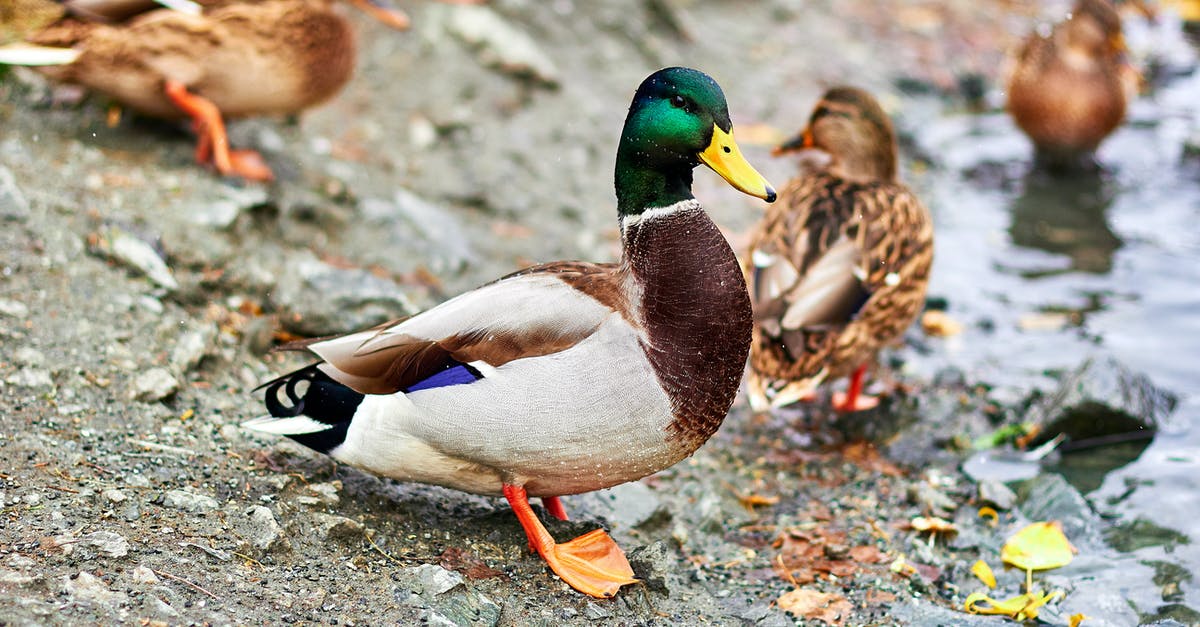 What causes ducks to randomly swear sometimes? - Brown and Green Mallard Duck on Brown and Gray Ground