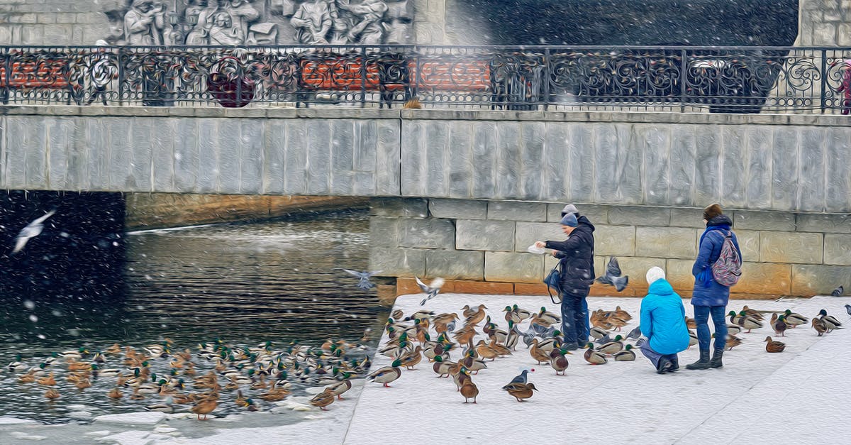 What causes ducks to randomly swear sometimes? - People in Blue Jacket and Blue Pants Sitting on Concrete Bench