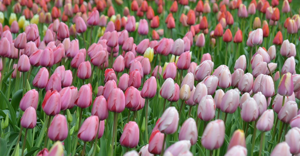 What colours can the Bella Cantata bloom in Streetpass Garden? - Bed of Tulip Flower What colours can the Bella Cantata bloom in Streetpass Garden? - Bed of Tulip Flower