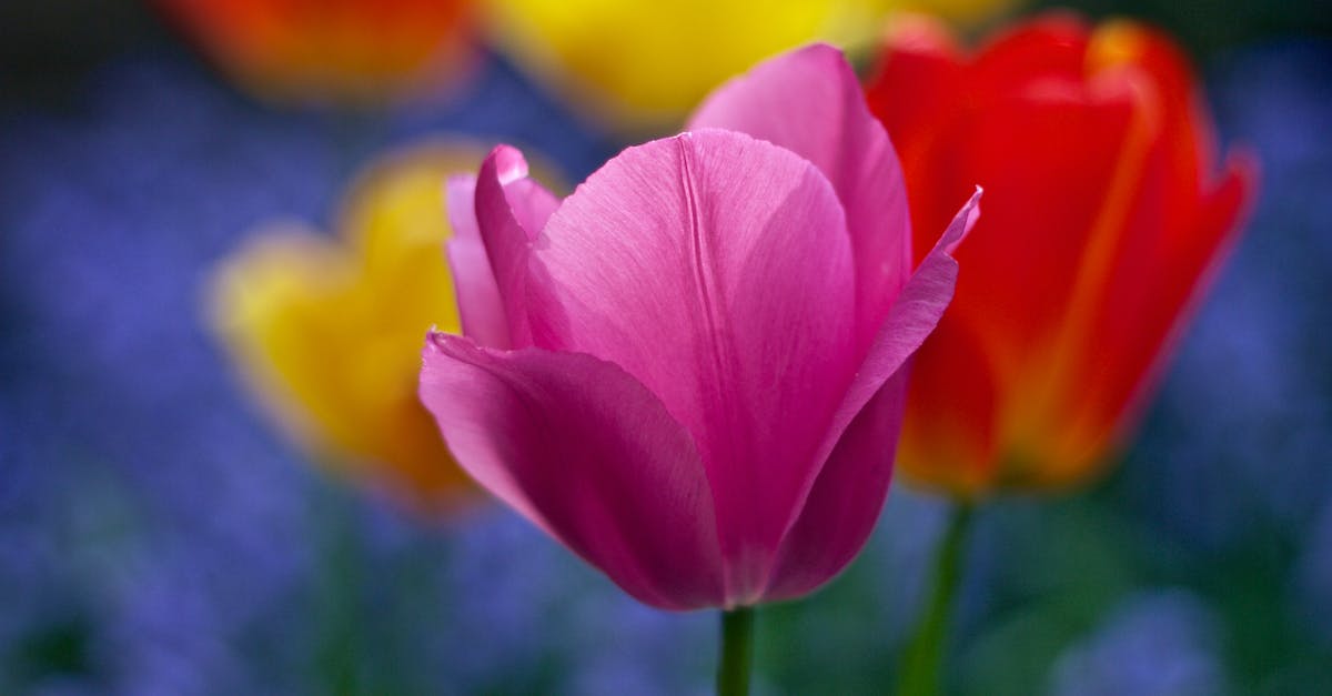 What colours can the Bella Cantata bloom in Streetpass Garden? - Pink Flower Photography What colours can the Bella Cantata bloom in Streetpass Garden? - Pink Flower Photography
