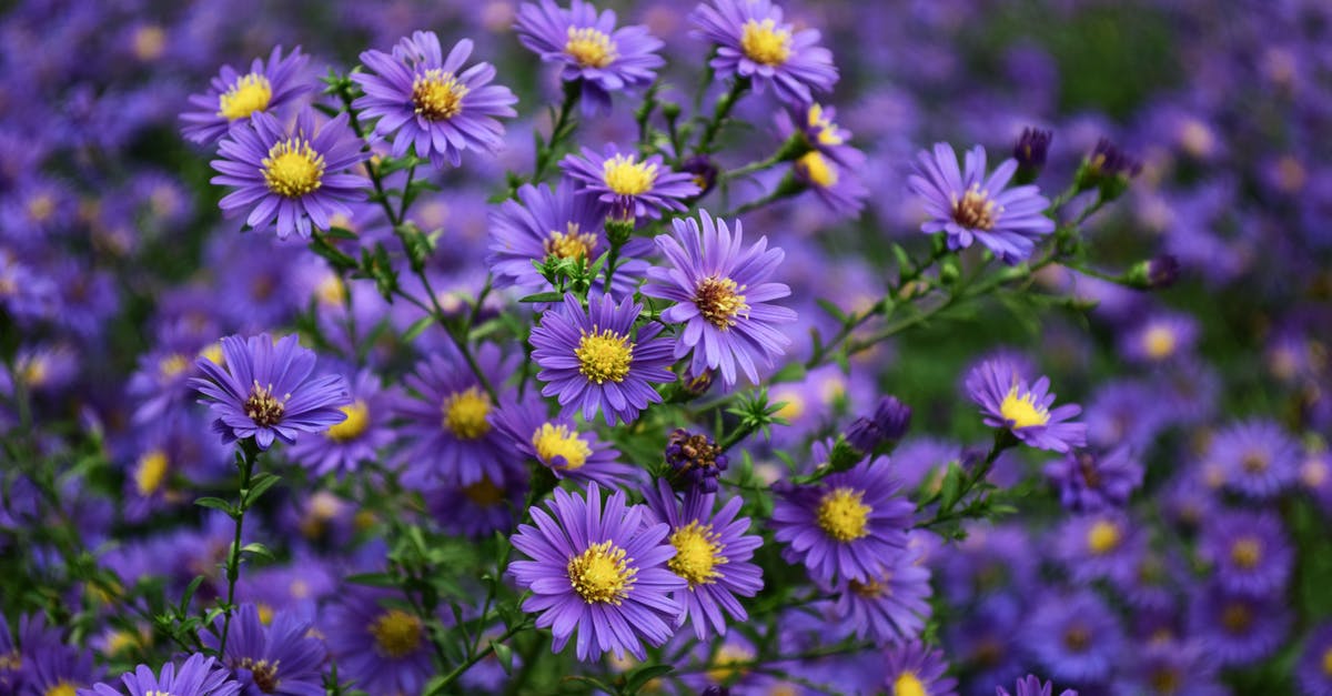 What colours can the Bella Cantata bloom in Streetpass Garden? - Purple and Yellow Flower What colours can the Bella Cantata bloom in Streetpass Garden? - Purple and Yellow Flower