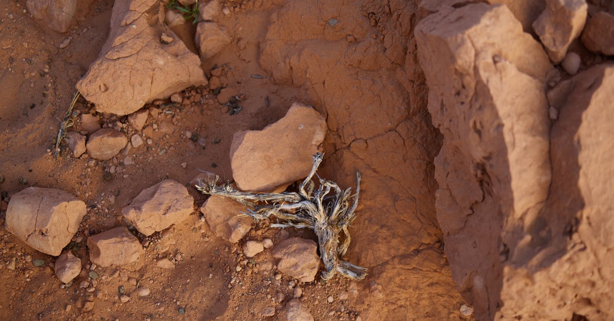 What counts towards 100% in Red Dead Redemption? - From above of gray dry plant placed on red sand surface of desert area during hot dry day What counts towards 100% in Red Dead Redemption? - From above of gray dry plant placed on red sand surface of desert area during hot dry day