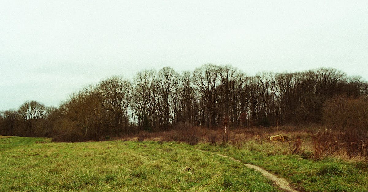 What counts towards your 'fear' rating in AC:BF? - Narrow Trail Leading Towards Forest