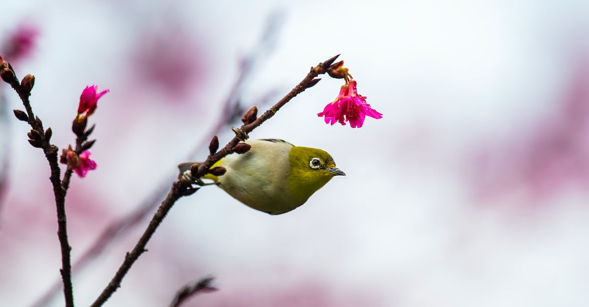 What defines "Looking an Enderman in the eye"? - Yellow Bird Perched on Tree Branch What defines "Looking an Enderman in the eye"? - Yellow Bird Perched on Tree Branch