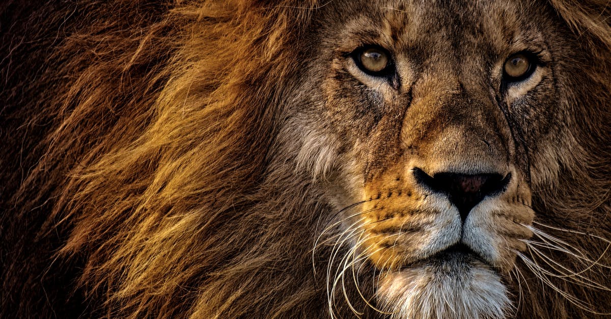 What determines if a vassal king desires an empire - Close-up Photo of Lion's Head