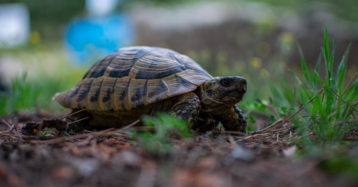 What determines whether or not there's overtime? - Turtle What determines whether or not there's overtime? - Turtle