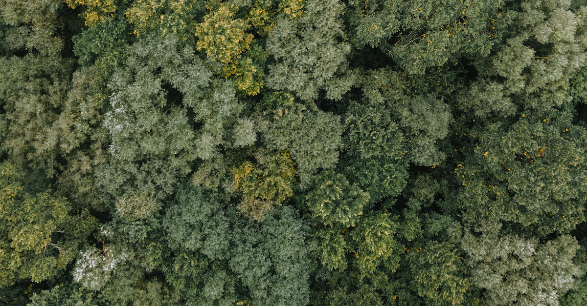 What determines whether or not there's overtime? - Aerial Footage of Green Trees What determines whether or not there's overtime? - Aerial Footage of Green Trees