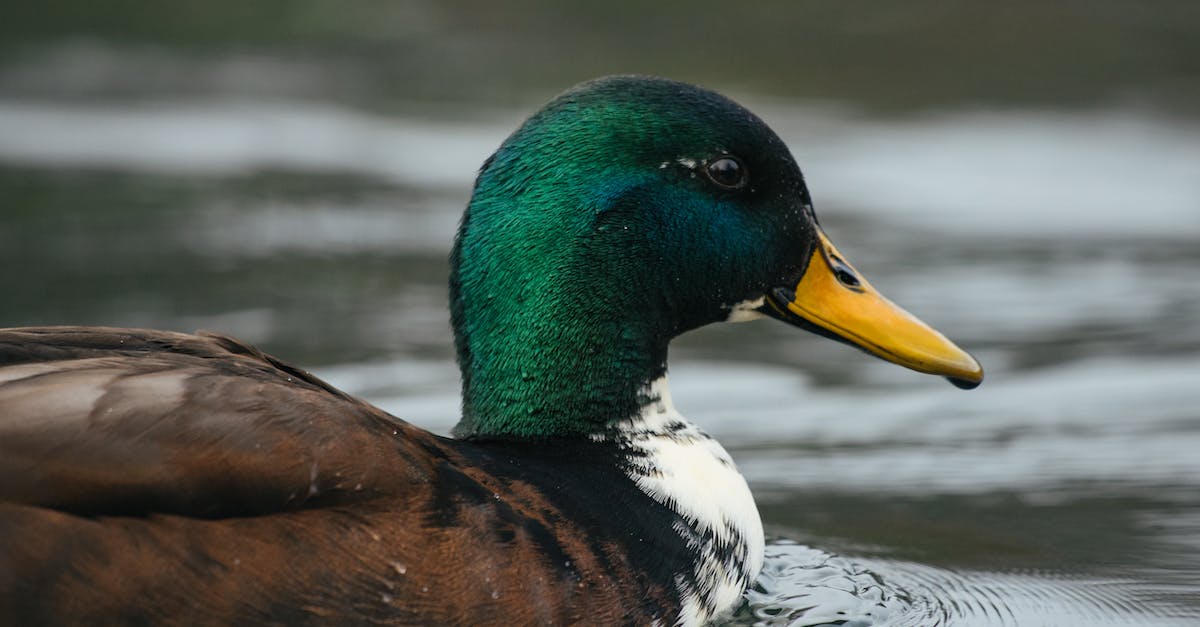 What determines WvW river drake disposition? - Charming multicolored drake swimming in lake
