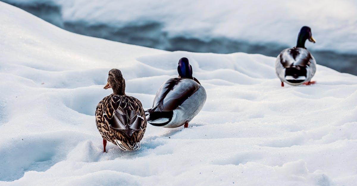 What determines WvW river drake disposition? - Duck with spotted feathers strolling on snowy coast against drakes and creek in wintertime
