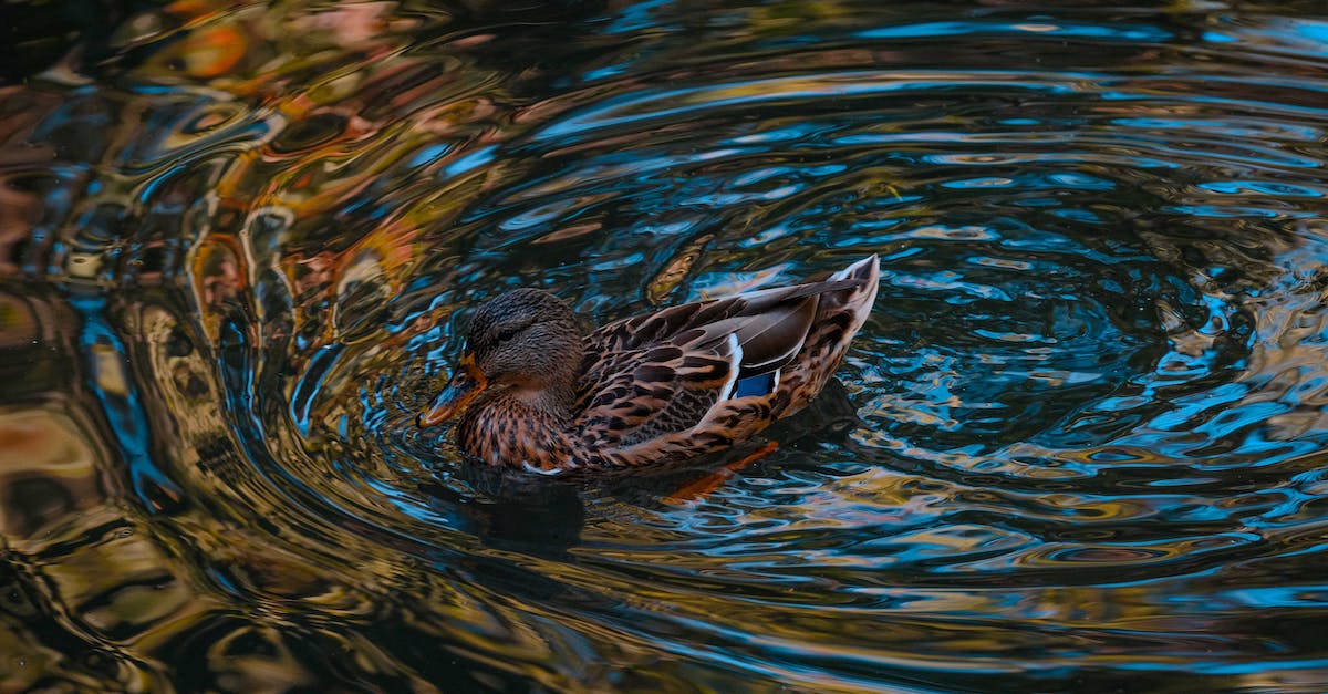 What determines WvW river drake disposition? - From above of single wild mallard floating in rippling water of pond in natural habitat
