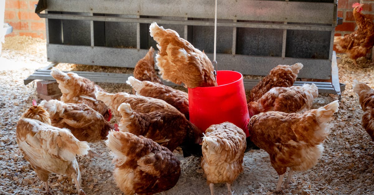 What do chickens eat? - Peep of Brown Chicken