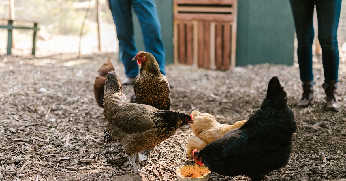 What do chickens eat? - Close-Up Photo of Hens Eating