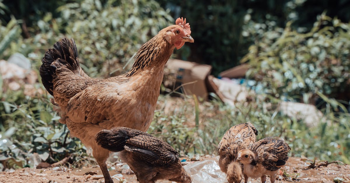 What do chickens eat? - Brown and Black Chicken on Brown Soil