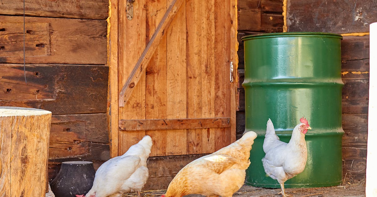 What do chickens eat? -  Chickens Near Brown Wooden Door