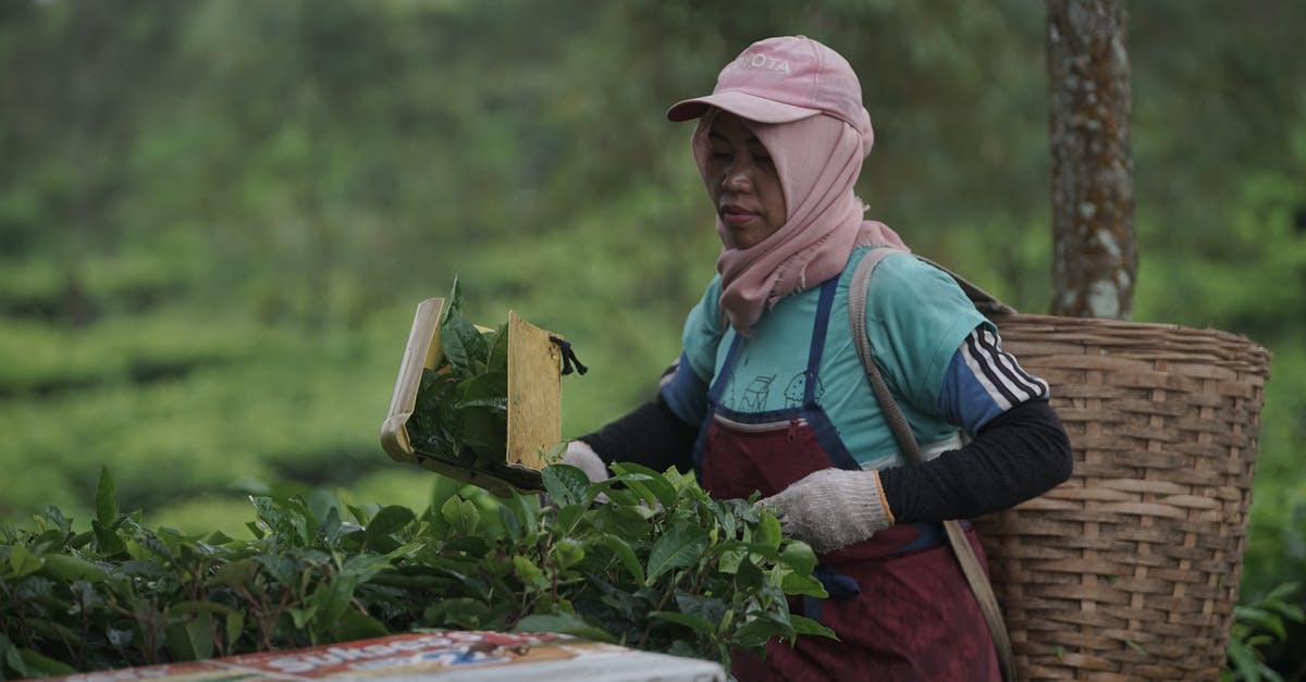 What do farming cycles control? - Woman Wearing a Basket on Her Back Working on a Plantation What do farming cycles control? - Woman Wearing a Basket on Her Back Working on a Plantation