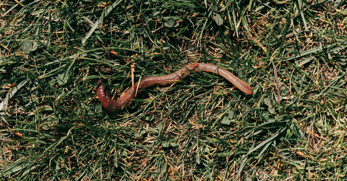 What do I get from fishing perfectly? - Red earthworm crawling on grassy soil What do I get from fishing perfectly? - Red earthworm crawling on grassy soil