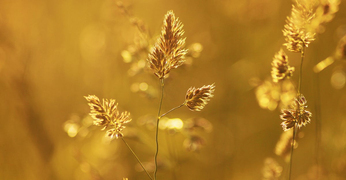 What do I need to do to obtain the gold viking helm? - Close-up of Wheat Plant during Sunset What do I need to do to obtain the gold viking helm? - Close-up of Wheat Plant during Sunset