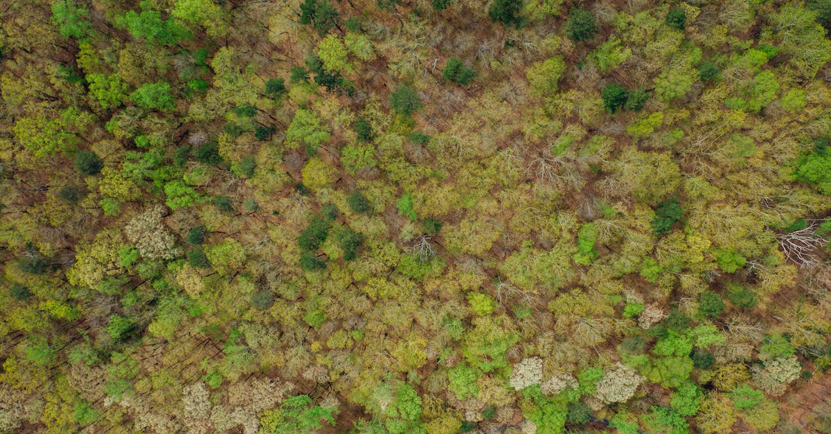 What do the different shades of green mean in Guild Wars 2? - Forest with different green color shades