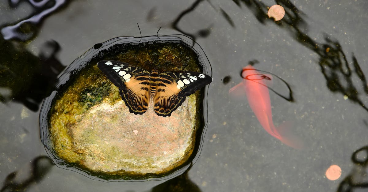What do the fish do? - Red and Black Fish in Water What do the fish do? - Red and Black Fish in Water