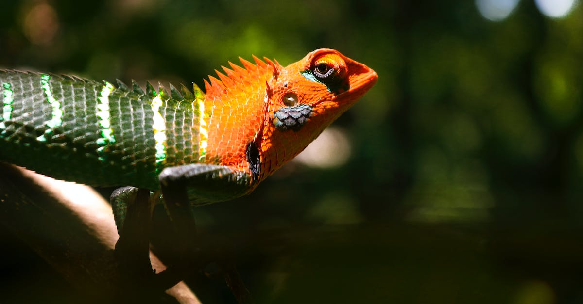 What do the orange bat head icons indicate in the AR challenges? - Selective Focus Photography of Reptile Clinging on Tree Branch What do the orange bat head icons indicate in the AR challenges? - Selective Focus Photography of Reptile Clinging on Tree Branch
