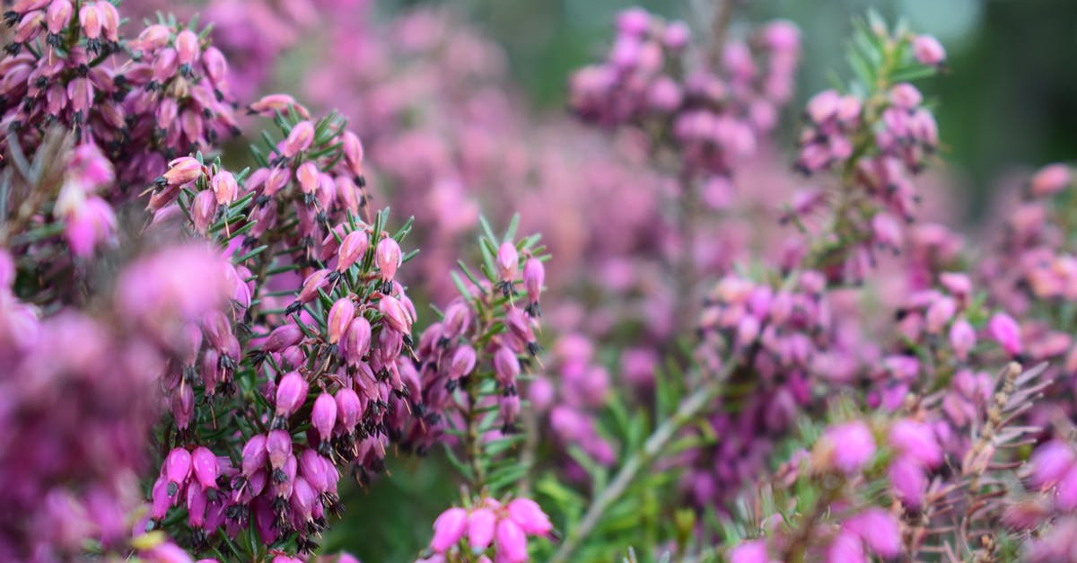 What do the purple gems under my heath bar mean? - Purple Flowering Plant Photography