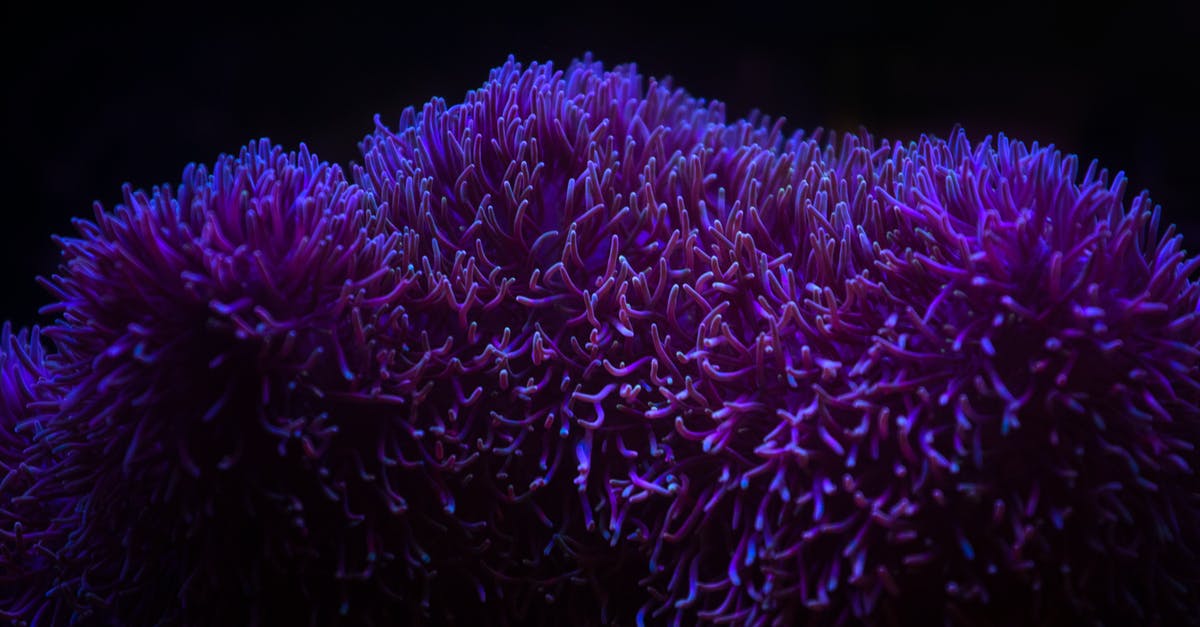 What do the purple gems under my heath bar mean? - Picturesque view of vivid corals growing on rough surface on bottom of sea on black background