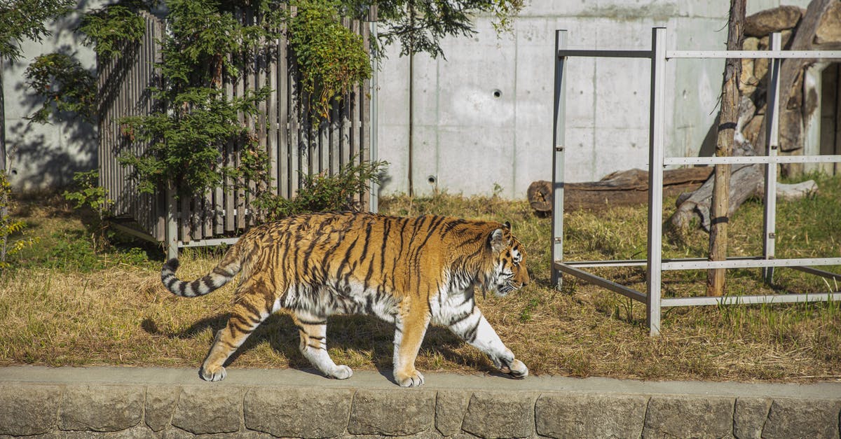 What do the skills Polar Hunter and Tropic Hunter do? - Tiger walking in green sunny national park