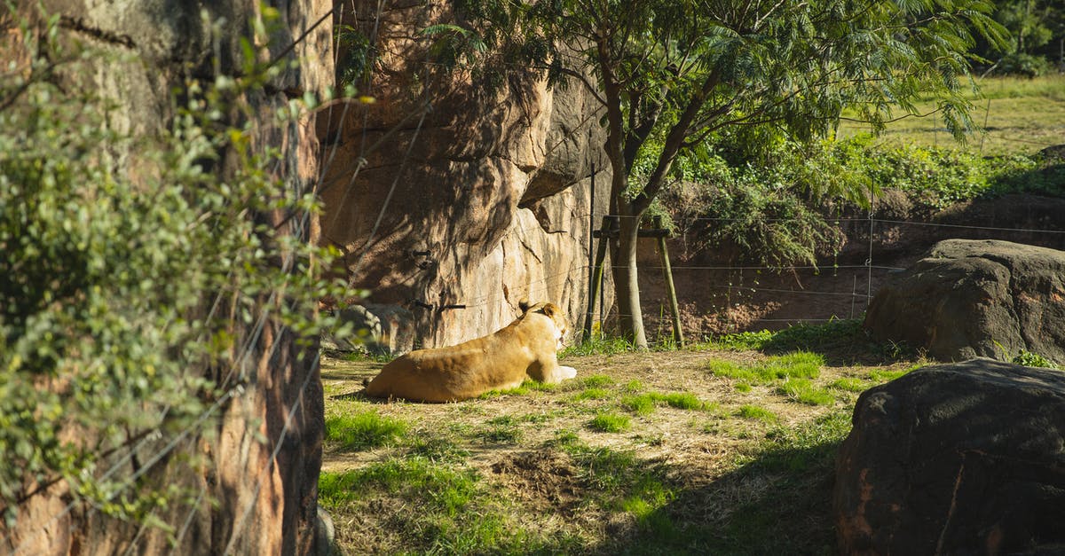 What do the skills Polar Hunter and Tropic Hunter do? - Lazy lioness resting on sunny meadow  in wild nature