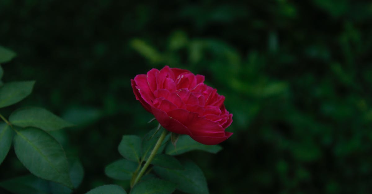 What does a rose coloured ship on the minimap mean? - beautiful rose flowers What does a rose coloured ship on the minimap mean? - beautiful rose flowers