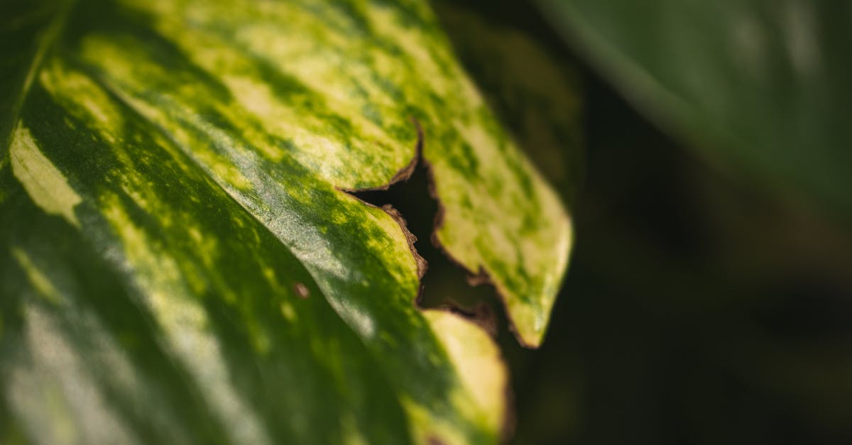 What does a yellow damage indicator mean? - Closeup of textured green and yellow leaf with insecticidal treatment growing among fresh greenery in garden