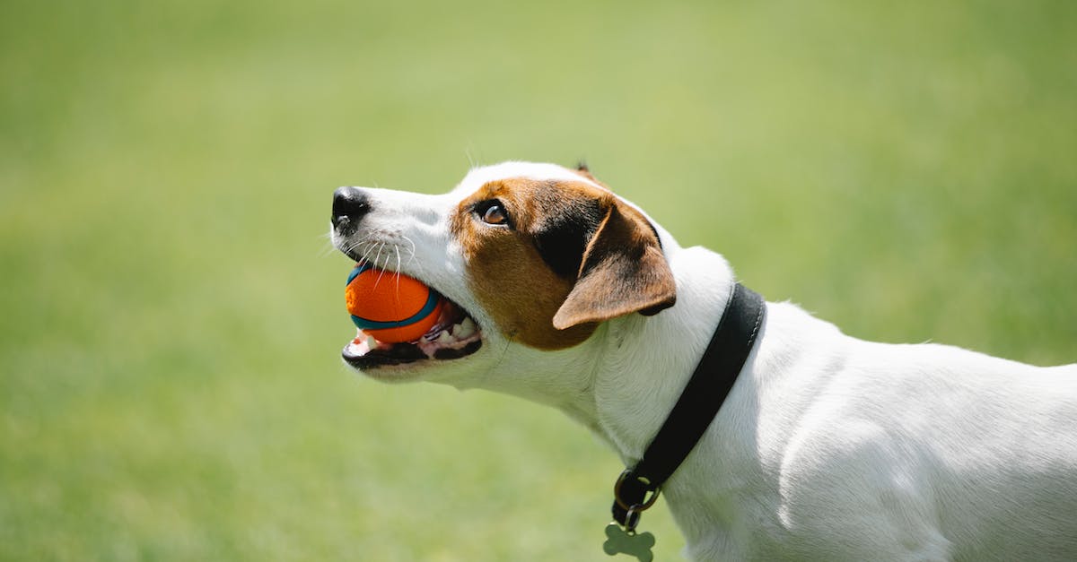 What does BM stand for in Gaming? - Side view of adorable Jack Russel terrier in black collar with metal bone holding toy in teeth on blurred background of green lawn in park