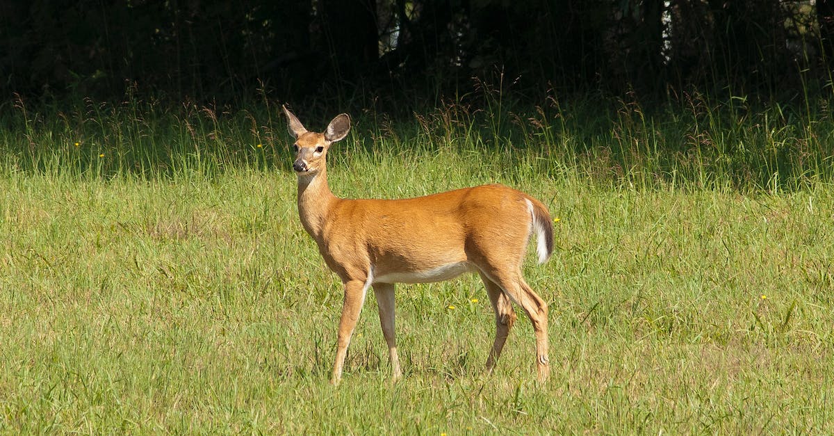 What does CDM mean? - Brown Deer