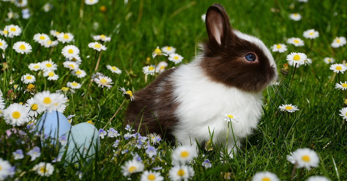 What does color mean in the pets/livestock list? - White and Brown Rabbit on Green Grass Field