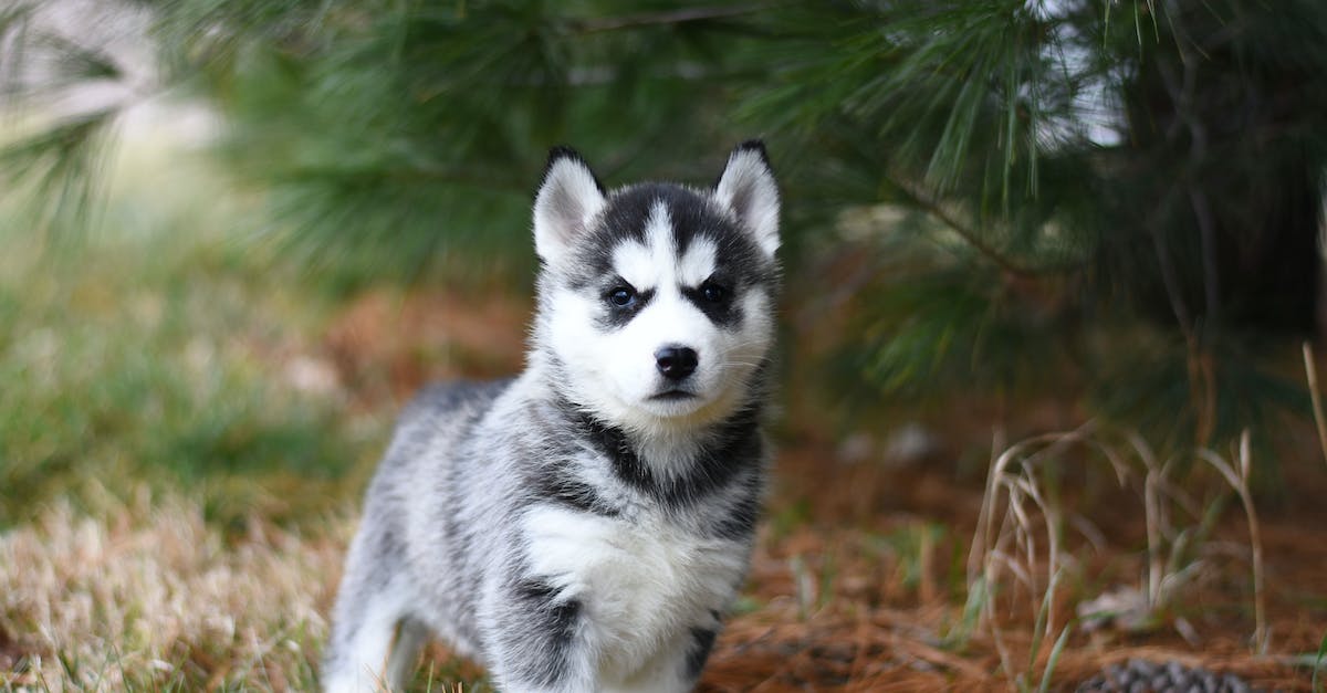 What does color mean in the pets/livestock list? - Black and White Siberian Husky Puppy on Brown Grass Field