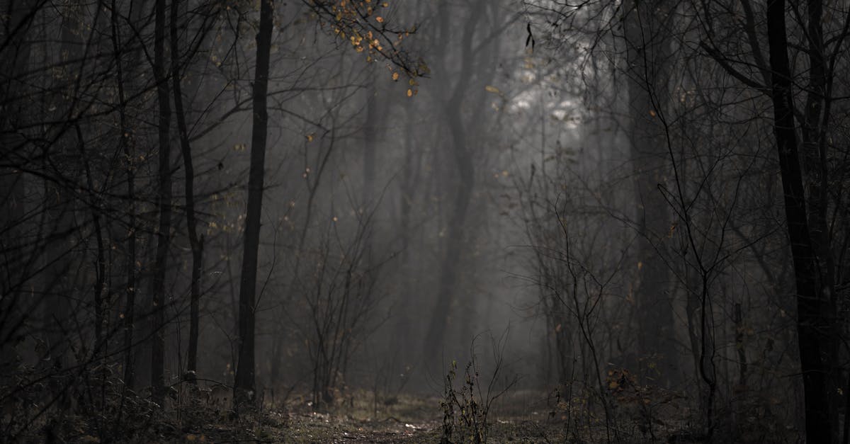 What does Dark Souls 3's Season Pass do? - Landscape Photo of Forest What does Dark Souls 3's Season Pass do? - Landscape Photo of Forest