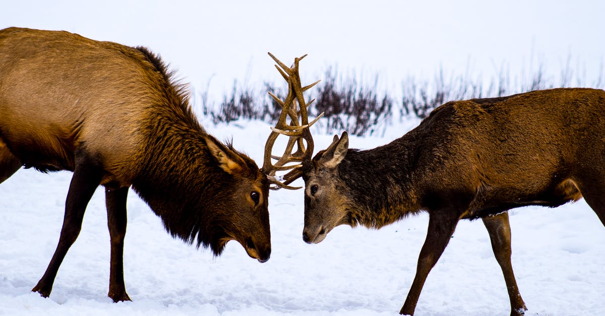What does error 101 mean in Clash of Clans? - Brown Deer on Snow Covered Ground What does error 101 mean in Clash of Clans? - Brown Deer on Snow Covered Ground