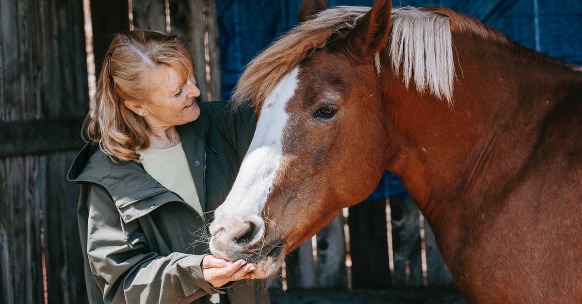 What does feeding the elders do in KittensGame? - A Woman Feeding a Brown Horse What does feeding the elders do in KittensGame? - A Woman Feeding a Brown Horse