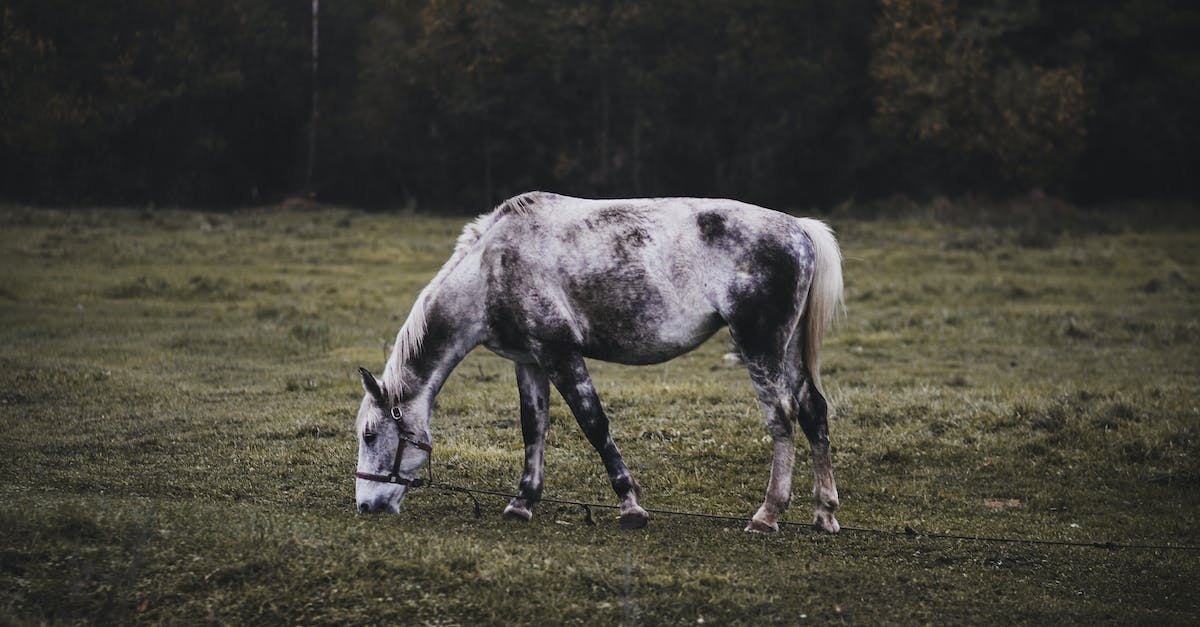What does grazing do? - Horse Grazing on a Pasture What does grazing do? - Horse Grazing on a Pasture