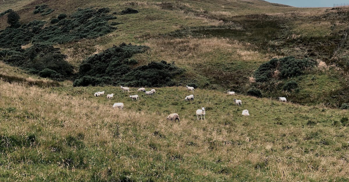 What does grazing do? - Free stock photo of animals, animals in the wild, beautiful nature What does grazing do? - Free stock photo of animals, animals in the wild, beautiful nature