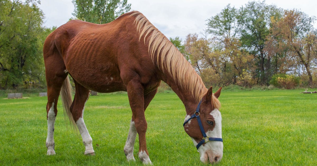 What does grazing do? - Brown and White Horse Eating Grass What does grazing do? - Brown and White Horse Eating Grass