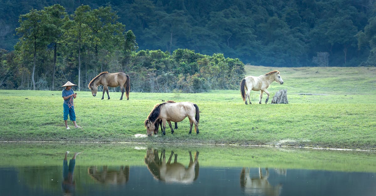 What does grazing do? - Vietnamese Man and Horses in the Pasture on the Lakeshore What does grazing do? - Vietnamese Man and Horses in the Pasture on the Lakeshore