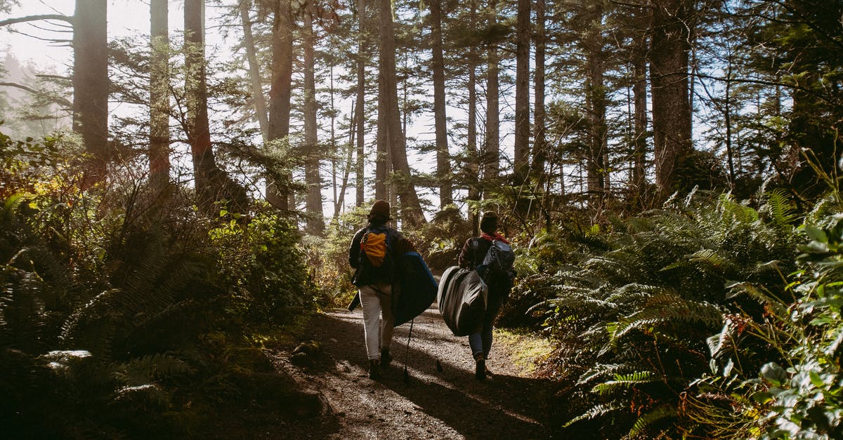 What does Grit do in Renowned Explorers? - Woman in Black Jacket Walking on Dirt Road Between Trees