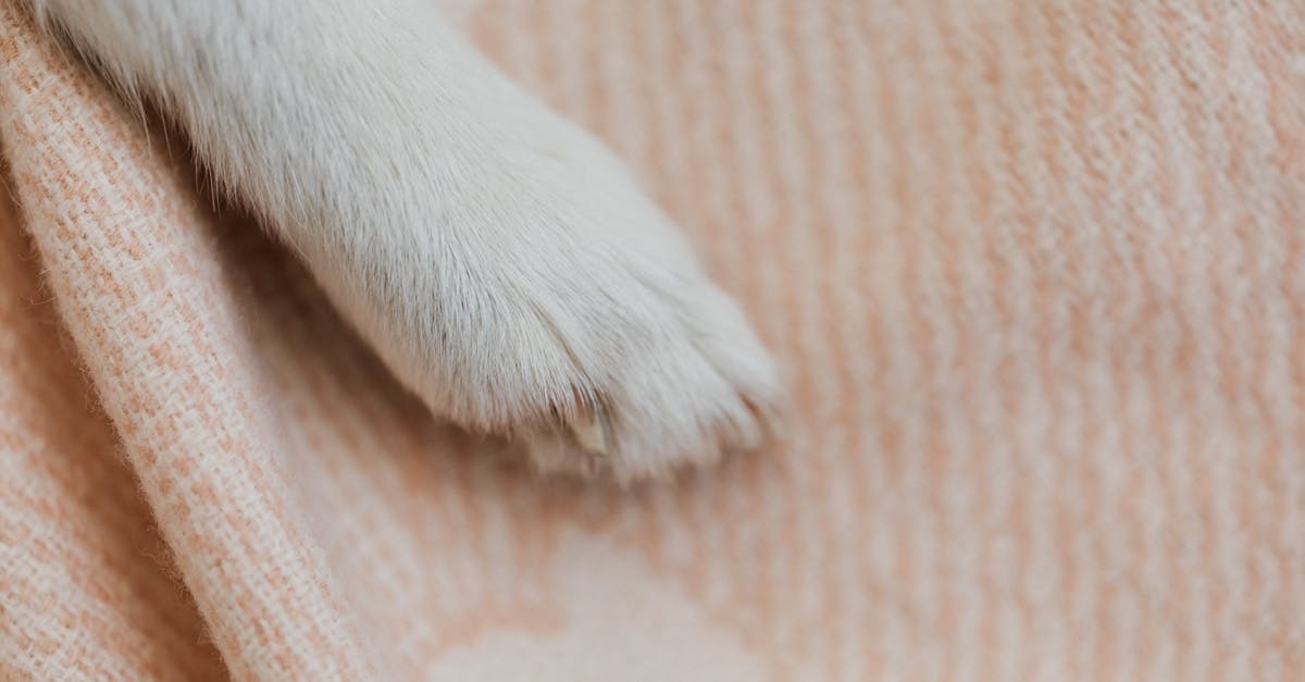 What does Guppy's paw do in wrath of the lamb? - White Short Coated Dog Paw on Brown Textile What does Guppy's paw do in wrath of the lamb? - White Short Coated Dog Paw on Brown Textile
