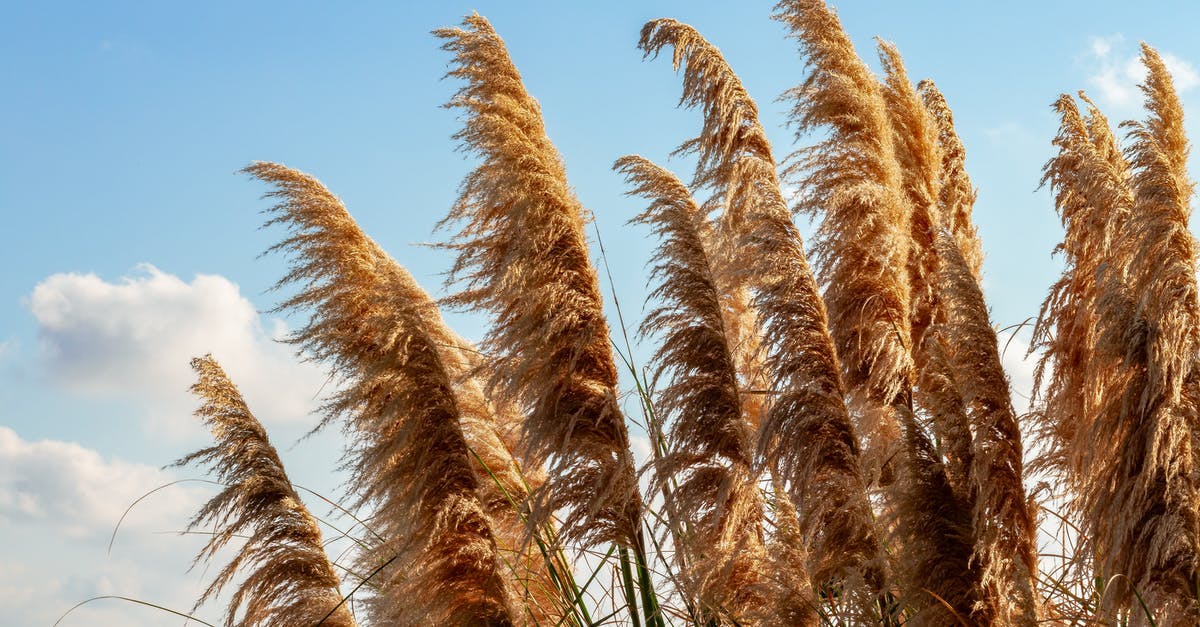 What does it mean when something charges at me from the tall grass? - Ears of pampas grass in wind