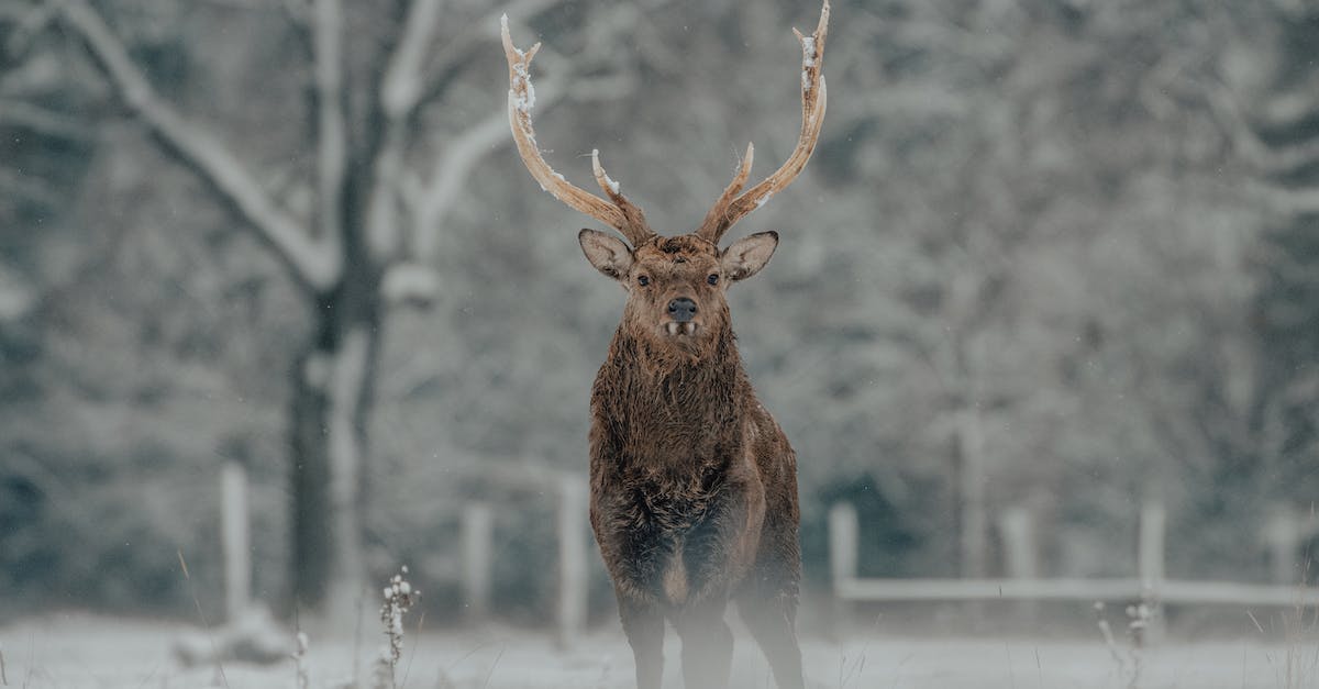 What does POI stand for in the context of 7 Days to Die? - Fluffy deer on snowy meadow near forest